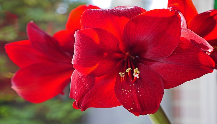 Amaryllis Bedeutung