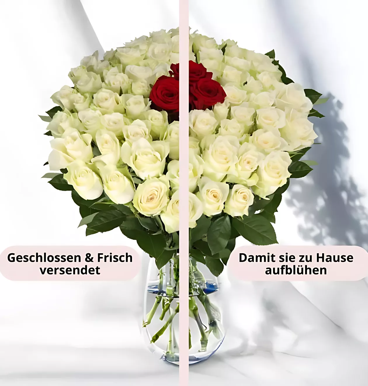40 Rosen - “Nordlicht”