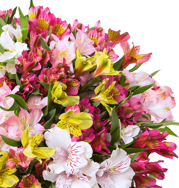 Alstroemeria - Inkalilien