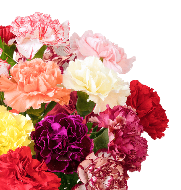 33 bunte Nelken