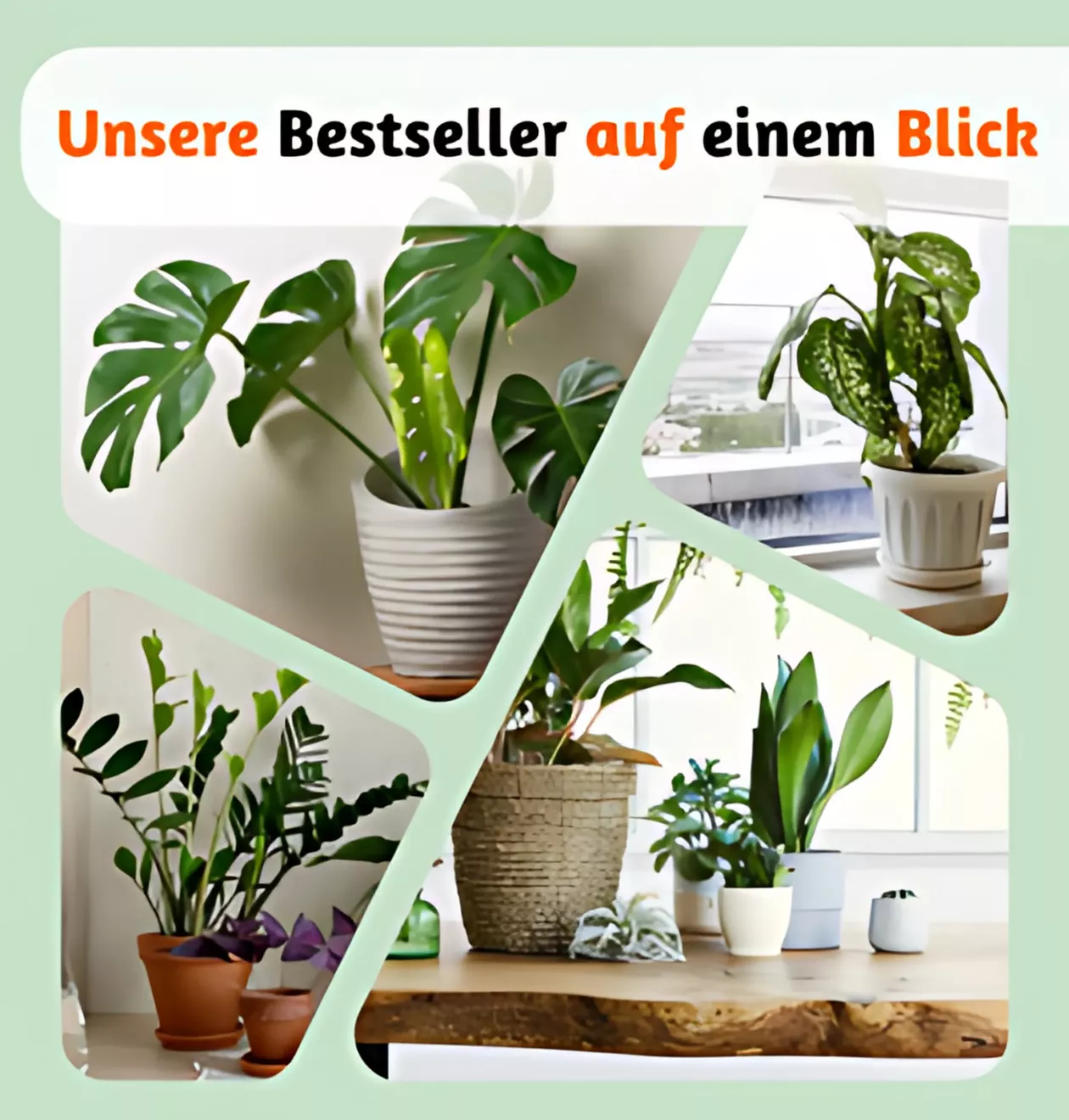 9er-Set | Pflanzenüberraschung | +/- 40-70cm | ø 12-15cm Topf
