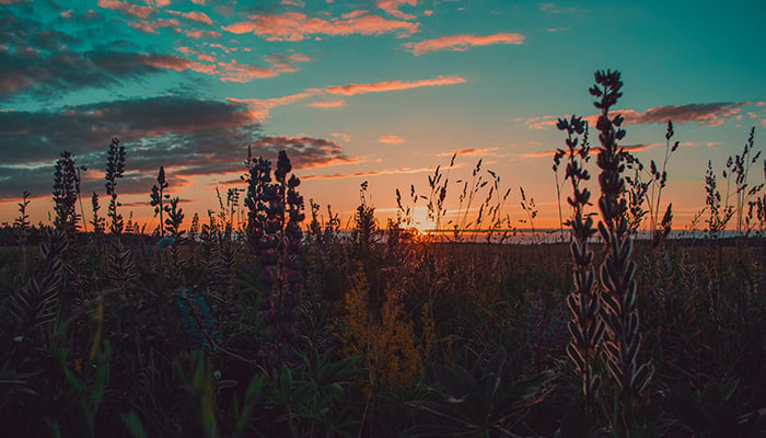 Trauerblumen