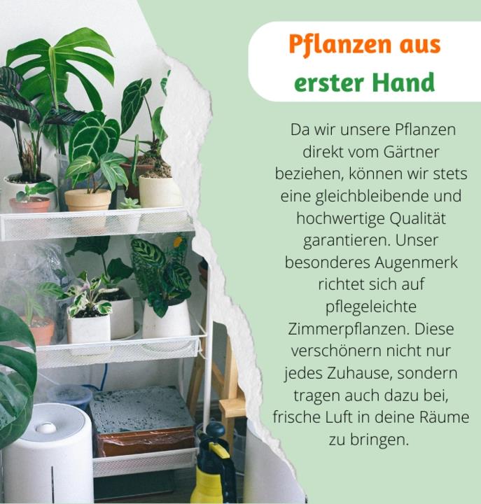 7er-Set | Pflanzenüberraschung | +/- 40-70cm | ø 12-15cm Topf
