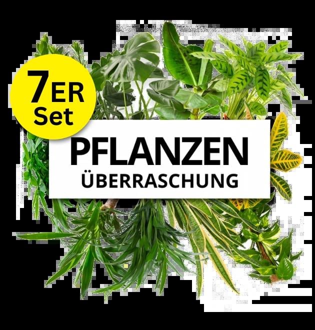 7er-Set | Pflanzenüberraschung | +/- 40-70cm | ø 12-15cm Topf