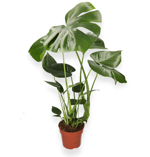 Monstera “Deliciosa” | +/- 55-70cm | ø 12-15cm Topf