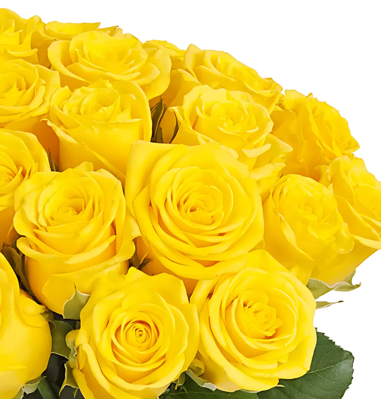 30 gelbe Rosen
