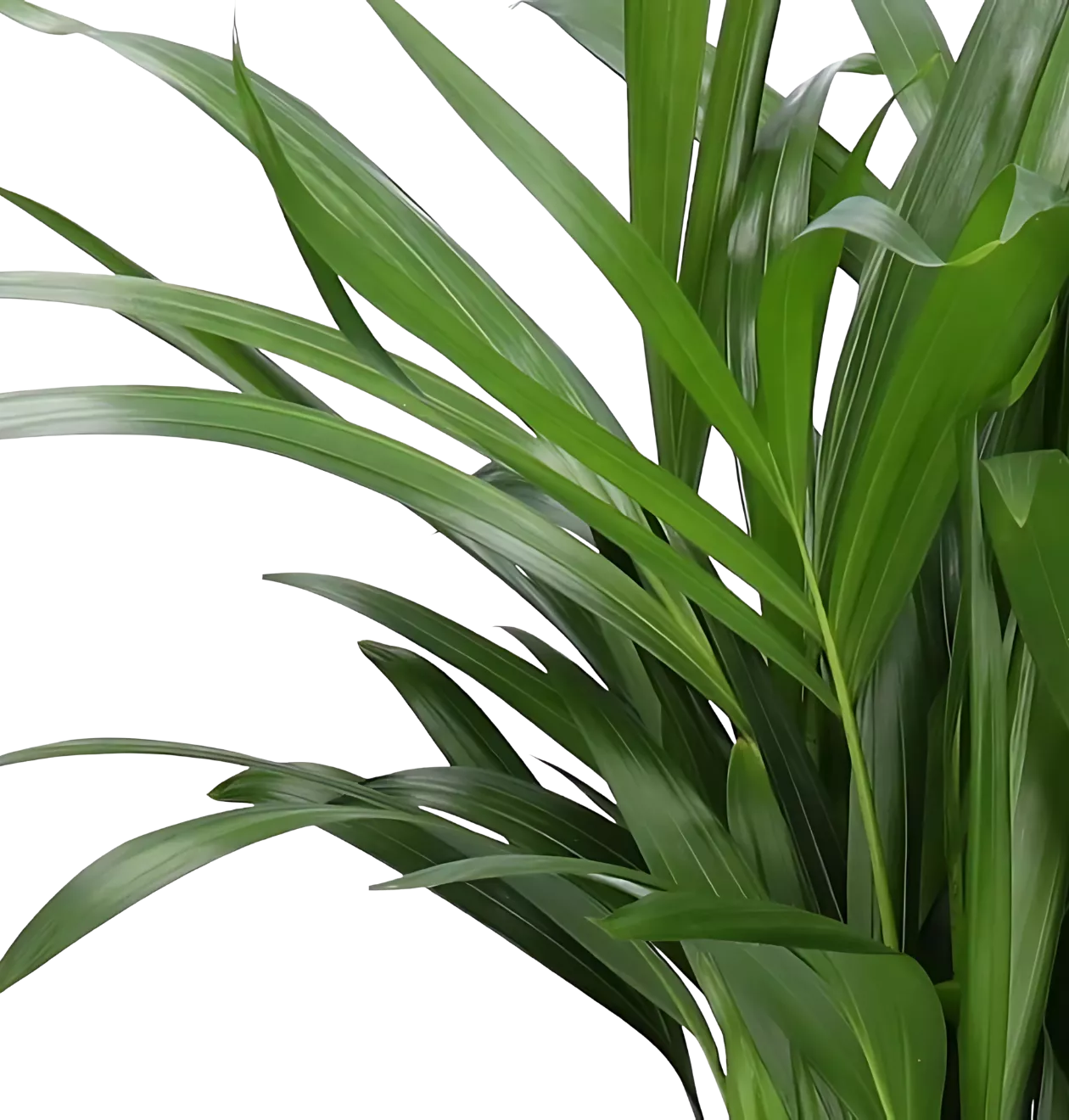 6er-Set “Tierfreund” | Bergpalme | Bananenpflanze | Goldfruchtpalme | Grünlilie | Korbmarante | Glückskastanie | +/- 30-60cm | ø 12-15cm Topf